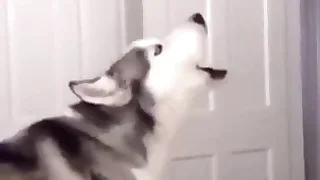 Furry Gay Porn 0